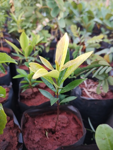 Eugenia bracteata (தெரு நாவல்)