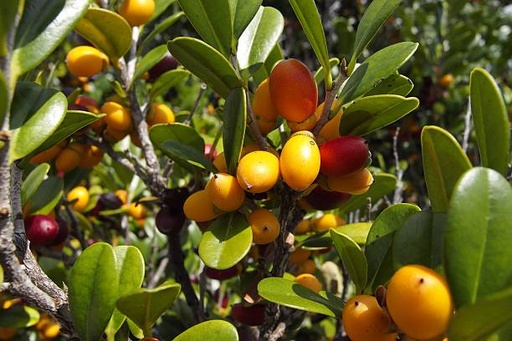 Diospyros ferrea (இரும்புலி)