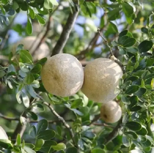 Limonia acidissima (விலா)