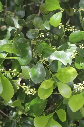 Pleurostylia opposita (சிரு பியாரி)