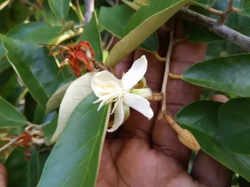 Pteroespermum suberifolium (வெண்ணங்கு)