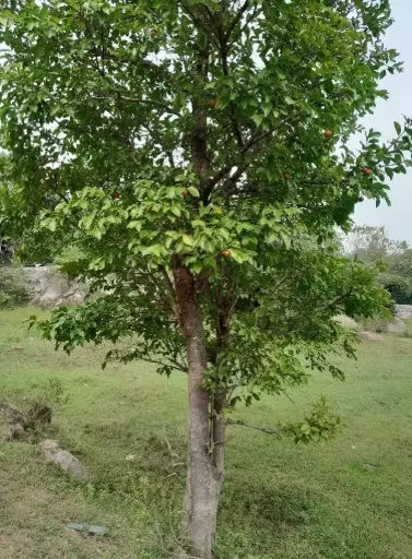 Strychnos nux-vomica (எட்டி)