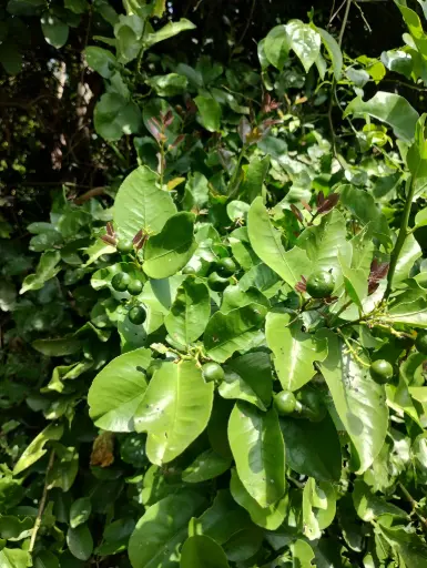 Pamburus missionis (காட்டு நாரத்தை)