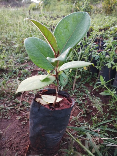 Ficus fergusonii