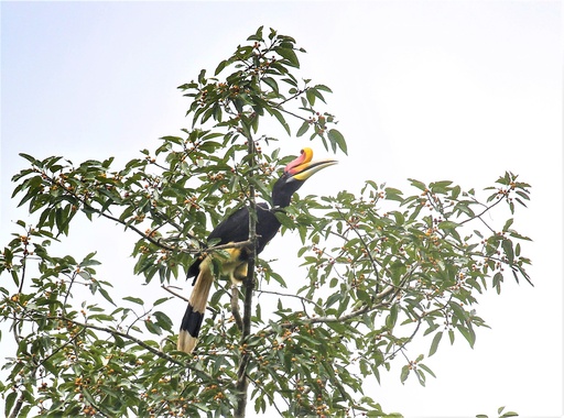 Ficus albipila 