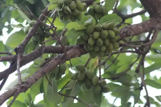 Maduca longifolia (இலுப்பை)